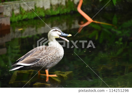 宇治植物園 114251296