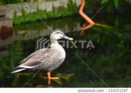 宇治植物園 114251297