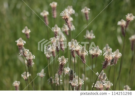 Nature Plants Plantago lanceolata, an invasive species to watch out for. Native to Europe, it is also used as a herb and pasture grass. 114251298