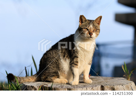 Cats (Photography) 114251300