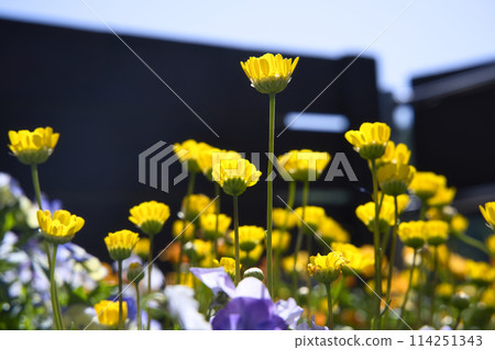 綠化中心的菊花 綠化中心的菊花 114251343