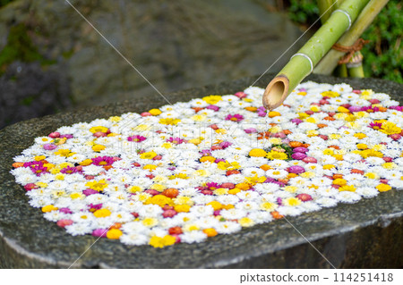 Ibaraki Family Kasama City Kasama Inari Shrine Chrysanthemum Festival 114251418