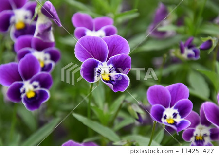 宇治植物園 114251427