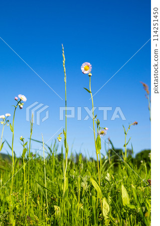 Flowers blooming toward the blue sky Flowers blooming toward the blue sky 114251450
