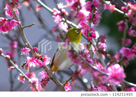 White-eye White-eye 114251493