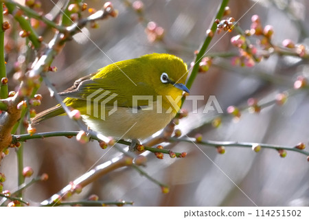 White-eye White-eye 114251502