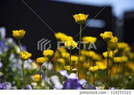 和歌山縣綠化中心的菊花 114251523