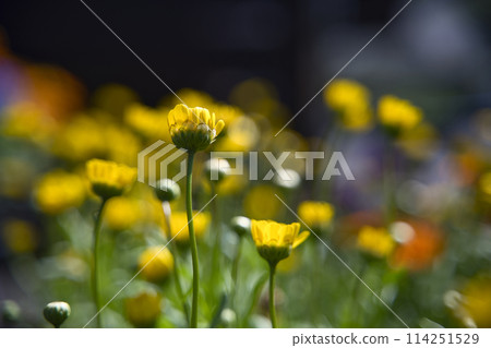 和歌山縣綠化中心的菊花 114251529