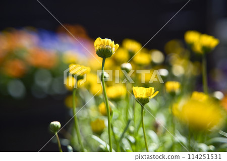 和歌山縣綠化中心的菊花 和歌山縣綠化中心的菊花 114251531