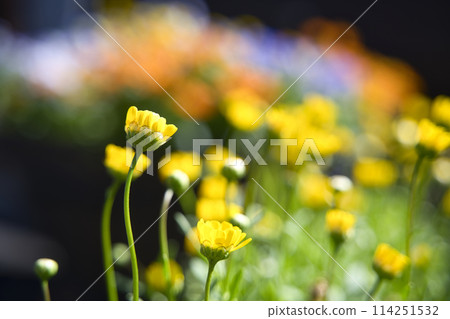 和歌山縣綠化中心的菊花 和歌山縣綠化中心的菊花 114251532