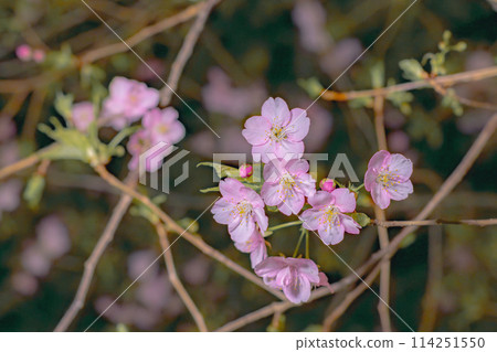 春天田裡盛開的粉紅河津櫻 春天田裡盛開的粉紅河津櫻 114251550