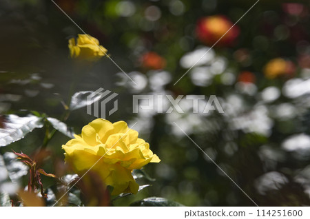 Roses at the Wakayama Prefectural Greenery Center 114251600
