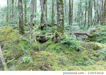 Moss and virgin forest at Shirakome Pond 114251618