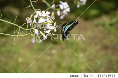 A Japanese blue swallowtail butterfly sucking nectar from a radish flower A Japanese blue swallowtail butterfly sucking nectar from a radish flower 114251651