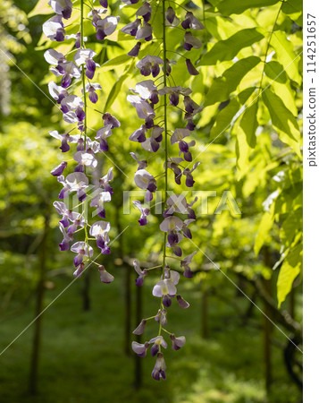 Wisteria in the Wisteria Garden 114251657