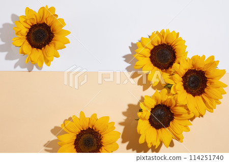 High angle view at plenty sunflowers neatly arranged on colorful flat form. Sunflower template for advertising product made from natural ingredient, photo was taken from above view 114251740