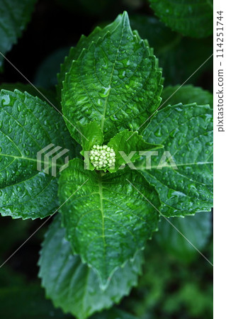 春雨和年輕的繡球花 春雨和年輕的繡球花 114251744