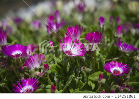 Daisies at the Wakayama Prefectural Greenery Center 114251861