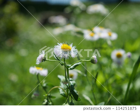 哈利恩花 哈利恩花 114251875