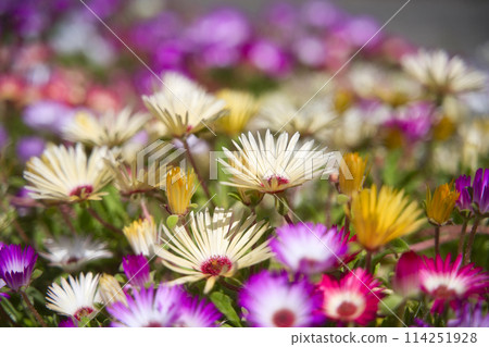 Daisies at the Wakayama Prefectural Greenery Center Daisies at the Wakayama Prefectural Greenery Center 114251928