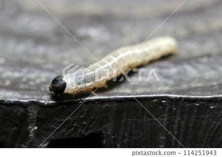 A larva of the Nitobe dashi moth on a wooden fence (black head, gray body, natural light + strobe, macro close-up) A larva of the Nitobe dashi moth on a wooden fence (black head, gray body, natural light + strobe, macro close-up) 114251943