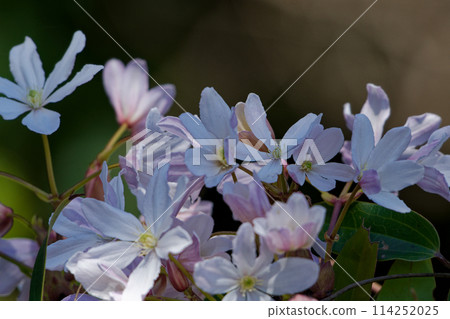 Pale pink flowers, blooming of Clematis, Ranunculaceae Pale pink flowers, blooming of Clematis, Ranunculaceae 114252025