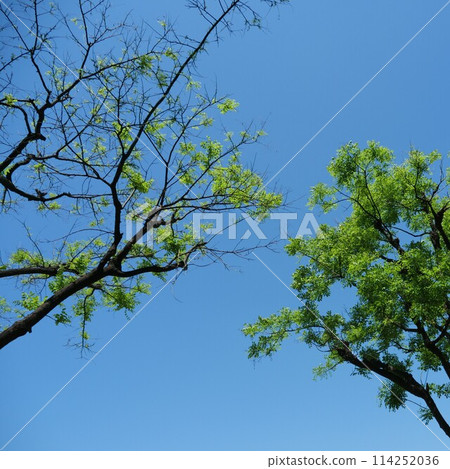 從樹下仰望藍天 從樹下仰望藍天 114252036