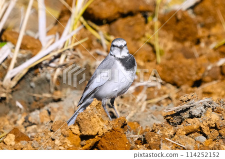 Standing Wagtail Standing Wagtail 114252152