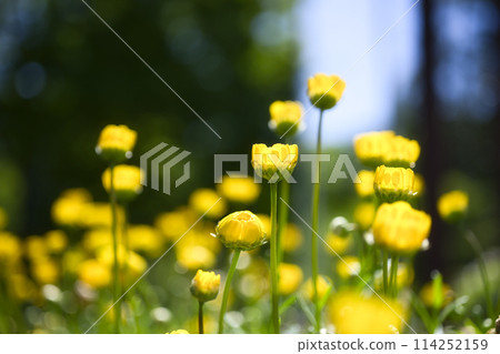 Chrysanthemum multicaule at the Wakayama Prefectural Greening Center 114252159