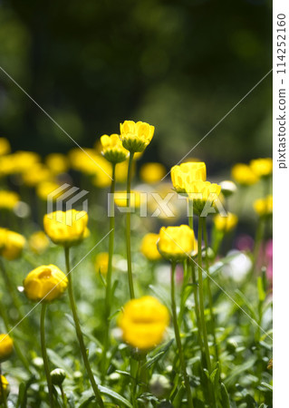 Chrysanthemum multicaule at the Wakayama Prefectural Greening Center 114252160