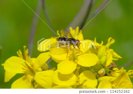 insect perched on flowers 114252162