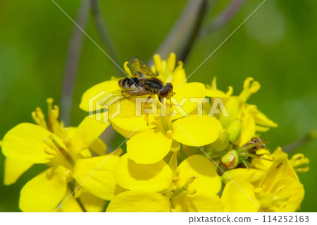 棲息在花朵上的昆蟲 棲息在花朵上的昆蟲 114252163