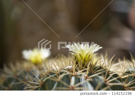 Cactus flowers at the Wakayama Prefectural Greening Center Cactus flowers at the Wakayama Prefectural Greening Center 114252196