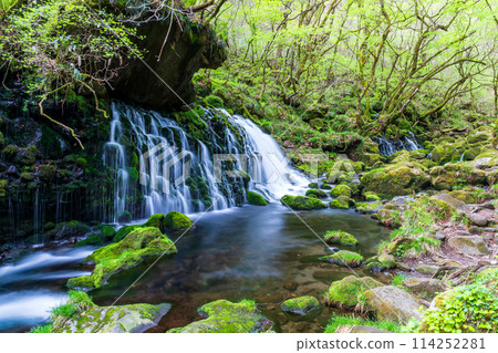 "Akita Prefecture" Spring scenery of Mototaki Falls and Mototaki River 114252281