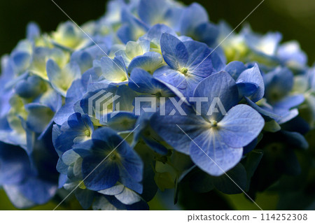 藍色繡球花 114252308