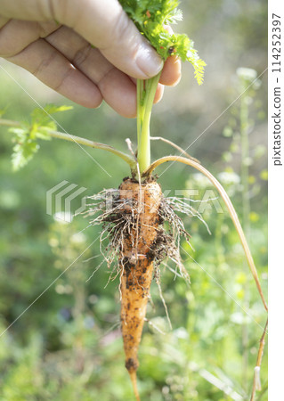 收穫胡蘿蔔 114252397