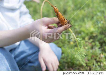 收穫胡蘿蔔 114252398