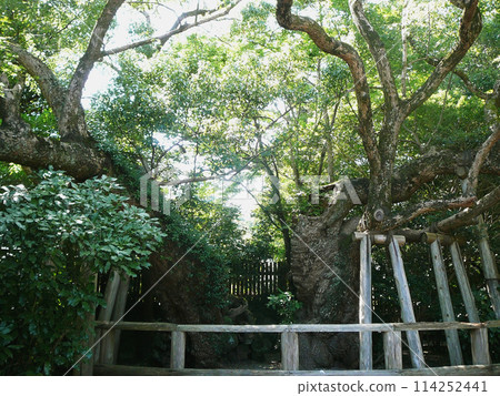 "Kiyomori Camphor Tree" at the Geku Shrine of Ise Jingu, supported by pillars / Mie Prefecture, 2007 "Kiyomori Camphor Tree" at the Geku Shrine of Ise Jingu, supported by pillars / Mie Prefecture, 2007 114252441