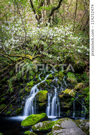 "Akita Prefecture" Spring scenery of Mototaki Falls and Mototaki River 114252474