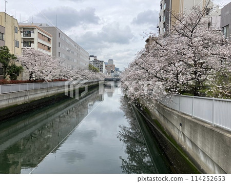 Cherry trees on the river Cherry trees on the river 114252653