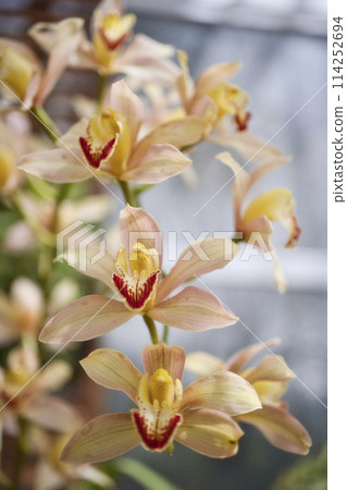 Orchids at the Wakayama Prefectural Greenery Center 114252694