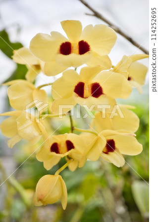 Orchids at the Wakayama Prefectural Greenery Center Orchids at the Wakayama Prefectural Greenery Center 114252695