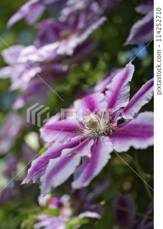 Clematis at the Wakayama Prefectural Greening Center Clematis at the Wakayama Prefectural Greening Center 114252710