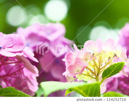 繡球花景觀 114252718