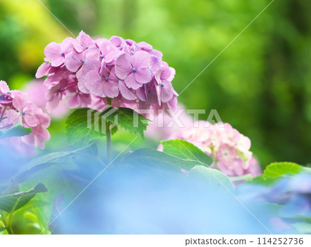 繡球花景觀 繡球花景觀 114252736