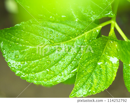 Hydrangea leaves dripping with rainwater 114252792