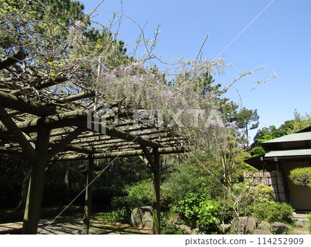 稻毛海濱公園日本庭園紫藤架上的紫藤花開始綻放 114252909