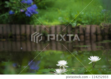 池塘裡漂浮著白蓮花 114252933