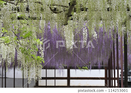 紫藤花的景觀 紫藤花的景觀 114253001