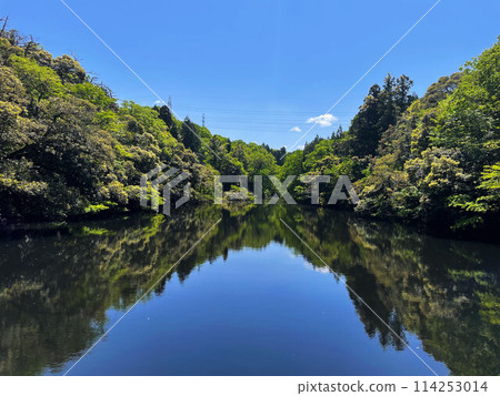 Forest reflected on the surface of the water Forest reflected on the surface of the water 114253014